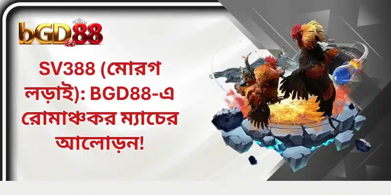 SV388 মোরগ লড়াই: BGD88-এ রোমাঞ্চকর ম্যাচের আলোড়ন!
