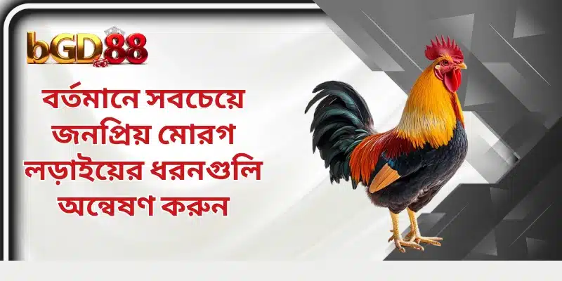 বর্তমানে সবচেয়ে জনপ্রিয় মোরগ লড়াইয়ের ধরনগুলি অন্বেষণ করুন